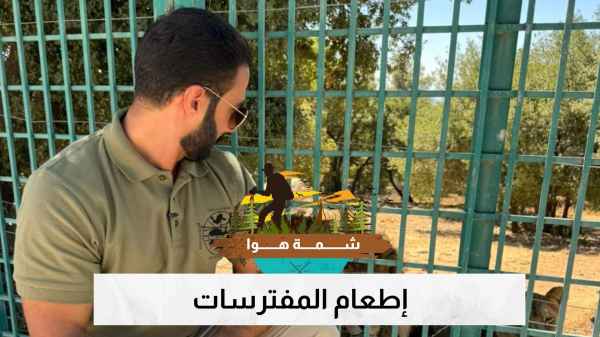 إطعام المفترسات