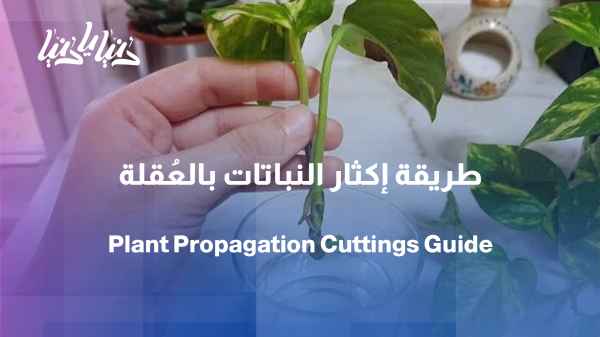 How do we propagate plants using cuttings?