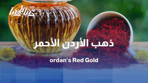 من المزارع الأردنية إلى الأسواق… رحلة إنتاج الزعفران الأردني