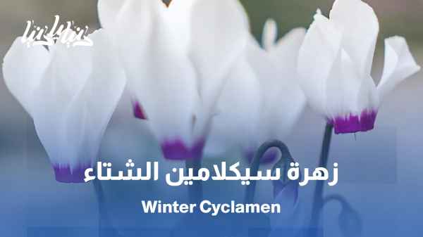 سيكلامين الشتاء .. زهرة تبعث الدفء في البرد