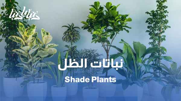 خضراء بدون شمس! اكتشف نباتات الظل المذهلة