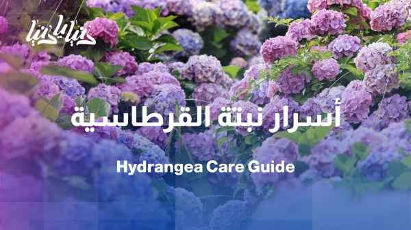 Qurtasya... an elegant plant with simple care secrets