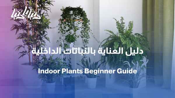 How to care for your plant from day one? A beginner's guide to indoor plants