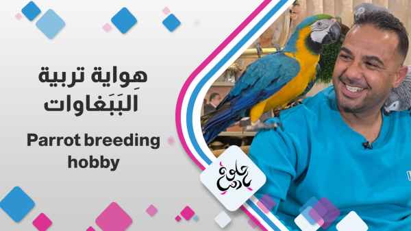 Parrot breeding hobby