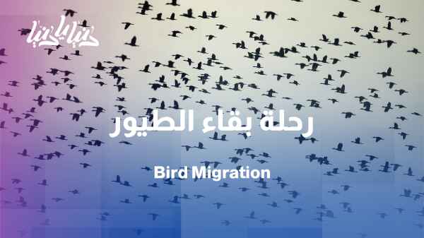World Migratory Bird Day: Long journeys and great challenges