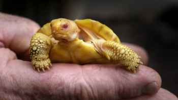 حديقة حيوانات سويسرية تشهد ولادة نادرة لسلحفاة عملاقة مصابة بالمهق- صور