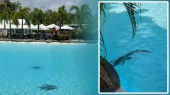 تمساح في مسبح فندق فخم … والضيوف مسترخون معه!