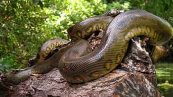 خمسة أمتار من الرعب… أناكوندا تختبئ قرب مسبح - فيديو