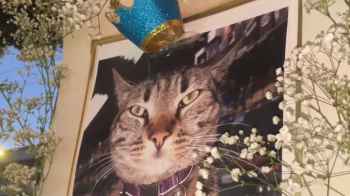 سيارة ذاتية القيادة تنهي حياة قط محبوب في أمريكا