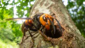 دبابير عملاقة تودّي بحياة أب وابنه في شرق آسيا