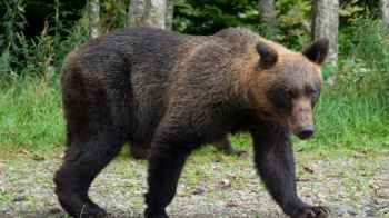 اليابان تستعد بجيشها لمكافحة الدببة