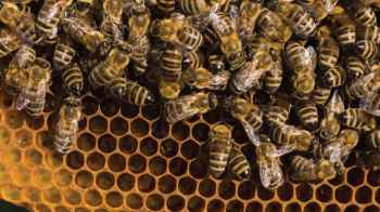 هجوم نحل يتسبب في وفاة رجل أثناء قيادته