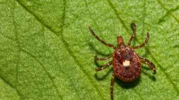 من اللحوم..تسجيل أول حالة وفاة بسبب متلازمة "ألفا غال"