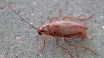 إطلاق قهوة تحتوي على مسحوق الصراصير