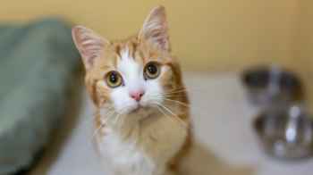 عائلة تلتقي بقطتها بعد اختفاء 10 سنوات – فيديو