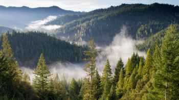 إيطاليا.. قررا العيش مع أطفالهما في الغابة وهذه النتيجة