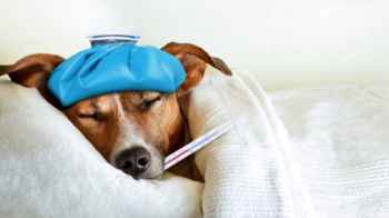 اعتقال طبيبة بيطرية إثر خلاف حول كلب مريض