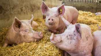 تسجيل أول حالة من حمى الخنازير الأفريقية في إسبانيا