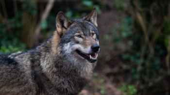 Wolf attacks claim the lives of 9 people