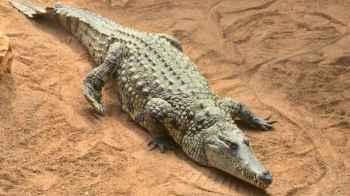 Panic and fear swept through the residents of Al-Zawamel village in Belbeis Center after video clips circulated showing crocodiles in a sewage canal near a residential area