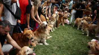 Record-breaking: Around 2,000 dogs gather in one place – Video