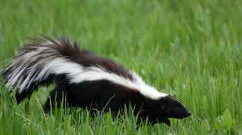 Rare case: Man dies after infected kidney transplant